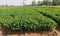 Organic peanuts farm with solar cell. Agricultural field on which grow up peanuts