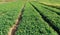 Organic peanuts farm with solar cell. Agricultural field on which grow up peanuts