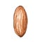 Organic Pecan Nuts Square Watercolor Illustration.