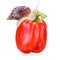 Organic pepper closeup. Isolated red pepper. snail for design crawls on pepper. Closeup for healthy lifestyle design.