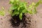 Organic Peppermint Plant with roots in fertilized soil isolated on natural burlap. Species: Mentha x Piperita.