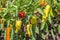 Organic peppers growing in the garden