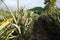 Organic pineapple garden and mountains