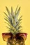 Organic pineapple wearing sunglasses.