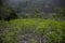 Organic plantation of coca plants in the Peruvian jungle.