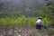 Organic plantation of coca plants in the Peruvian jungle.