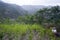 Organic plantation of coca plants in the Peruvian jungle.