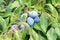 Organic Plums Ripening on Tree