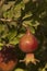Organic pomegranate
