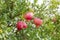 Organic pomegranate tree