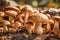 Organic porcini mushrooms growing on mushroom farm