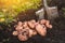 Organic potato harvest on ground in garden in sunlight