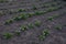 Organic potato plants in the garden.Vegetable bed with organic potatoes