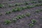 Organic potato plants in the garden.Vegetable bed with organic potatoes