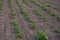 Organic potato plants in the garden.Vegetable bed with organic potatoes