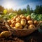 Organic potatoes in a basket, freshly harvested on a sunny field