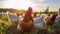 Organic Poultry Farming: Sustainable Practice with Chicken Flock. Generative ai