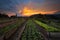 Organic produce garden at sunset in the Valley of Silence in Vinales, Cuba