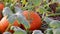 Organic pumpkin field ripening on organic farmland with low angle view in sunset shows idyllic plantation to grow squash and thank