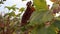 Organic pumpkin field ripening on organic farmland with low angle view in sunset shows idyllic plantation to grow squash and thank