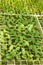 Organic Pumpkin Seedlings