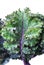 Organic purple Curly leaf Kales freshness vegetable salad superfood hight vitamins and nutritious isolated on white