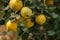 Organic quinces on the tree. Natural agriculture