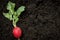 Organic radish farming