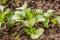 Organic radish seedlings in the vegetable garden. Healthy vegetarian food from your own garden. Planting vegetables in spring