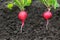 Organic radishes growing up in the garden, cross section