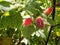 Organic Raspberries In English Country Garden