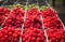 Organic raspberries at Framer\'s Market