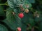 Organic raspberries growth on a bush