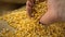 Organic, raw, dried corn or maize kernels falling from male hand on heap of corn kernels on burlap sack in slow motion