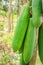 Organic raw green papaya abundantly on the tree. Young green papaya fruits plentifully on treetop. Plantation and productivity con