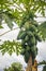 Organic raw green papaya abundantly on the tree. Young green papaya fruits plentifully on treetop. Plantation and productivity con