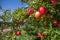 Organic red apples in apple orchard