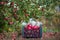 Organic red apples in a basket, under a tree in the garden, against a blurred background, at the end of midday sunlight