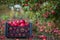 Organic red apples in a basket, under a tree in the garden, against a blurred background, at the end of midday sunlight