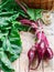 Organic red beets beetroot with green leaves