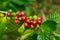 Organic red coffee cherries, raw coffee bean on coffee tree plantation