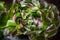 Organic Red Oakleaf lettuce