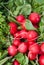 Organic Red Radishes