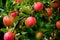 Organic red ripe apples on the orchard tree with green leaves