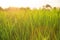 Organic rice field with dew drops