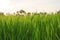 Organic rice field with dew drops