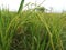 Organic Rice Paddy Stalk in Fields