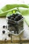 Organic ripe black berry raspberry (blackberry)