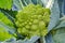 Organic ripe green Romanesco broccoli or Roman cauliflower, Broccolo Romanesco, Romanesque cauliflower, new harvest