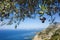 Organic ripe olives growing on olive tree with mediterranean coast background, Close up black olive fruit on tree branch